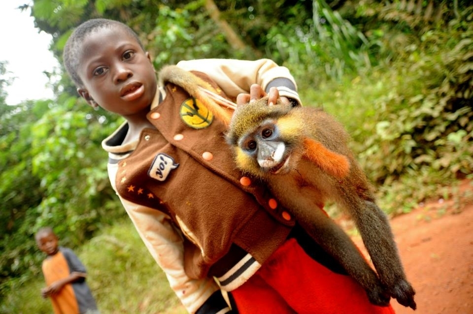 Kočkodan muido (Cercopithecus cephus) - úlovek, Arthur Sniegon