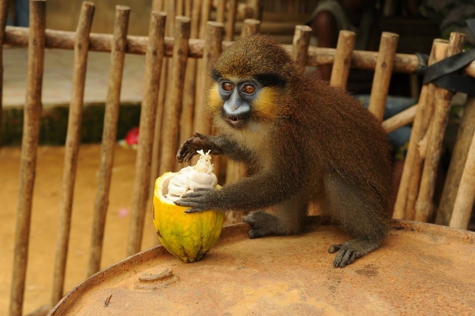 Kočkodan muido (Cercopithecus cephus) - mládě, Arthur Sniegon