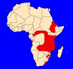 Kočkodan diadémový (Cercopithecus mitis) - rozšíření