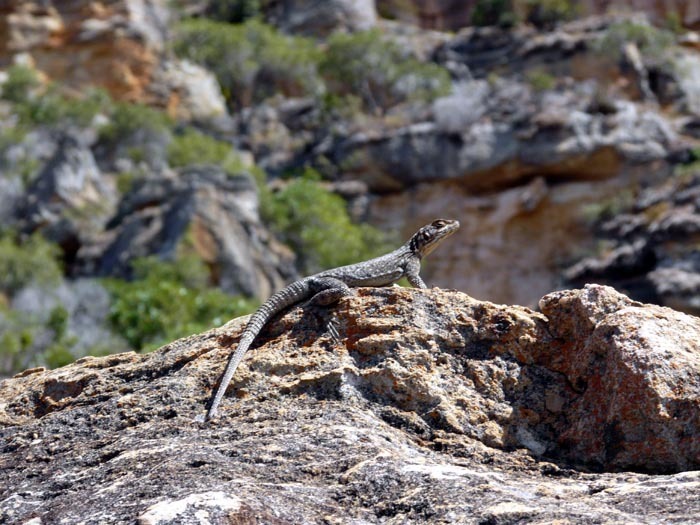 Leguán (Oplurus saxicola), Isalo, Madagaskar