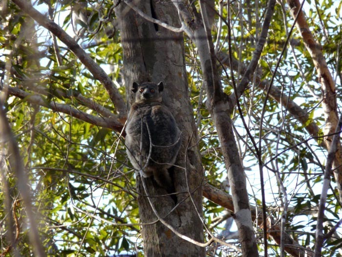 Lemur drobný (Lepilemur ruficaudatus)