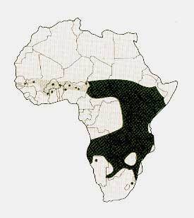 Rozšíření lva v Africe