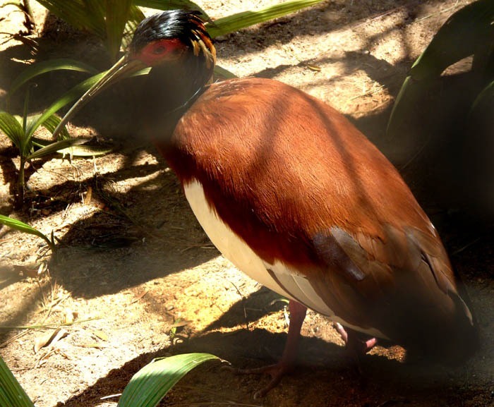 ibis madagaskarský (Lophotibis cristata)