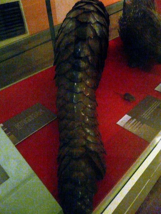 Luskoun velký (Manis gigantea) v Národním muzeu v Nairobi