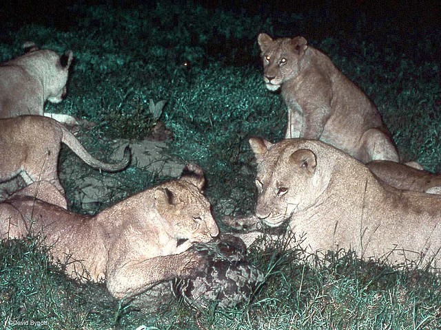 luskoun stepní (Manis temminckii) v Serengeti (autor: kibuyu)