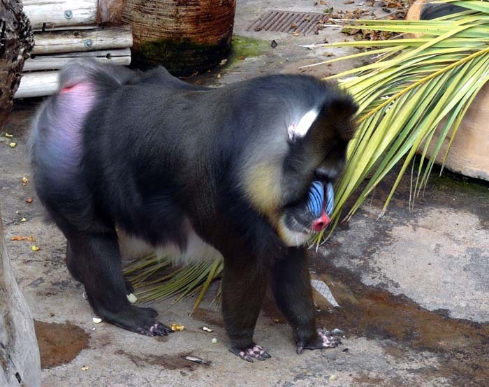 Mandril rýholící (Mandrillus sphinx) - samec