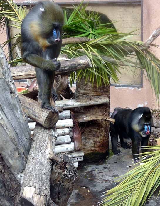 Mandril rýholící (Mandrillus sphinx) - skupina