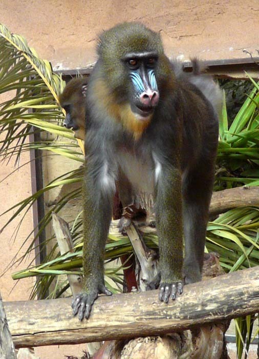 Mandril rýholící (Mandrillus sphinx) - samice