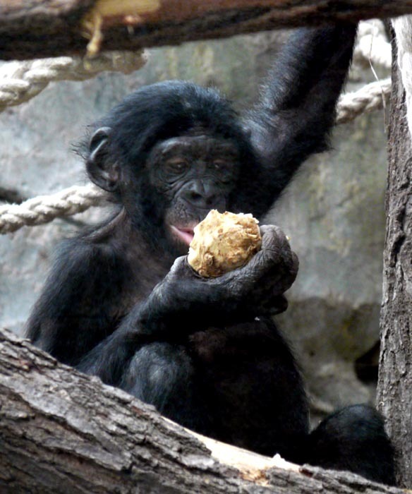 Mládě šimpanze bonobo v ZOO Frankfurt