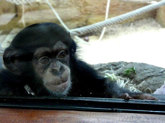 Mládě šimpanze učenlivého v ZOO Bratislava