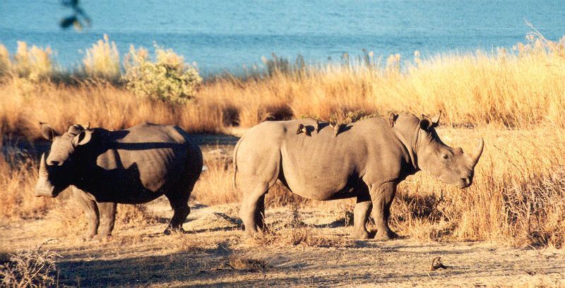 Nosorožec tuponosý (Ceratotherium simum) s klubáky v Matobo National Park, Zimbabwe