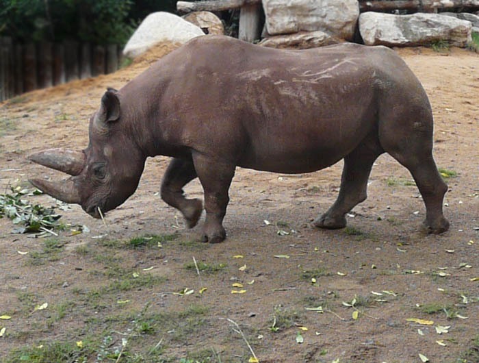 Nosorožec dvourohý jižní (Diceros bicornis minor), Zoo Frankfurt