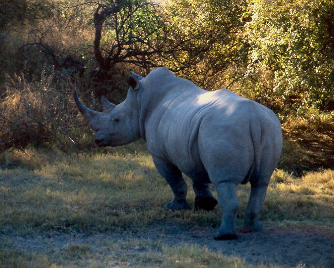 Nosorožec tuponosý - bílý (Ceratotherium simum) v Khama Rhino Sactuary, Botswana