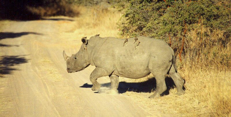 Nosorožec tuponosý (Ceratotherium simum) s klubáky v Matobo National Park, Zimbabwe