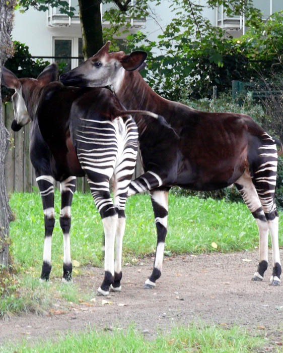 Okapi pruhovaná (Okapia johnstoni), námluvy, Frankfurt