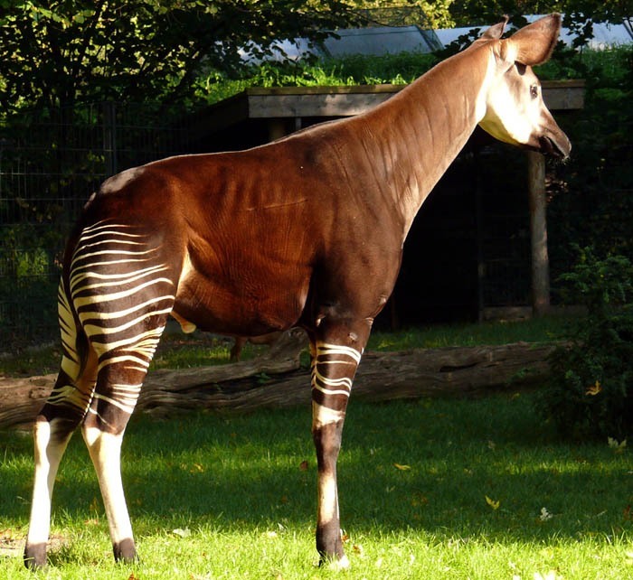 Okapi pruhovaná (Okapia johnstoni), Berlín