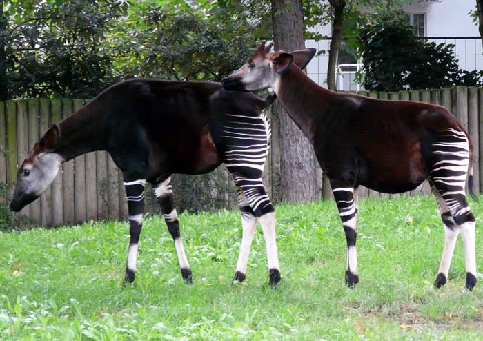 Okapi pruhovaná (Okapia johnstoni), Frankfurt