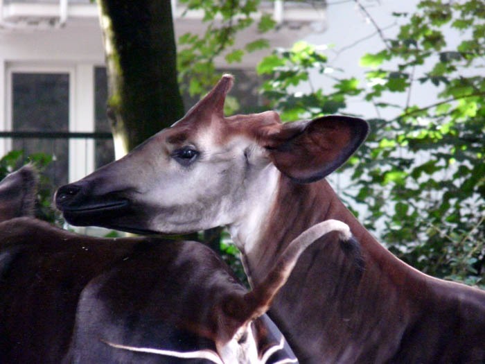 Okapi pruhovaná (Okapia johnstoni), Zoo Frankfurt