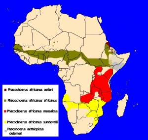 Mapa rozšíření rodu Phacochoerinae