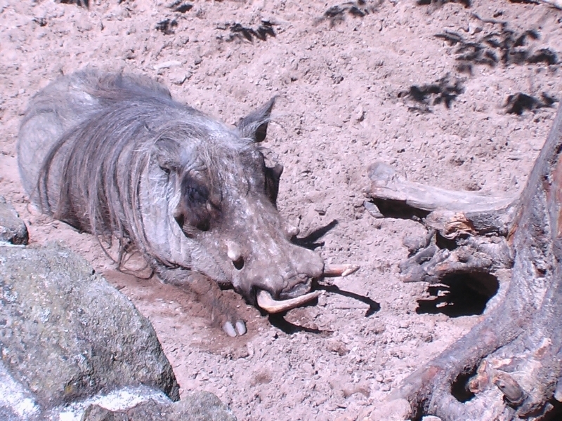 Prase savanové západní poddruh (Phacochoerus africanus africanus)