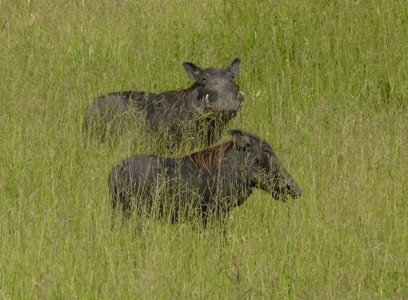 Prase savanové východní poddruh (Phacochoerus africanus massaicus)