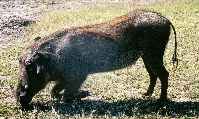 Prase savanové jižní poddruh (Phacochoerus africanus sundevallii)