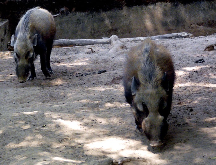 Štětkoun šedý (Potamochoerus larvatus)