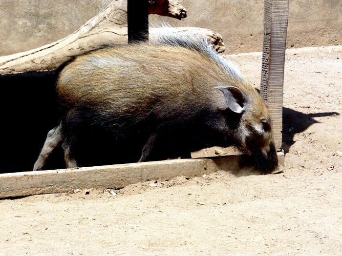 Štětkoun šedý (Potamochoerus larvatus), Madagaskar