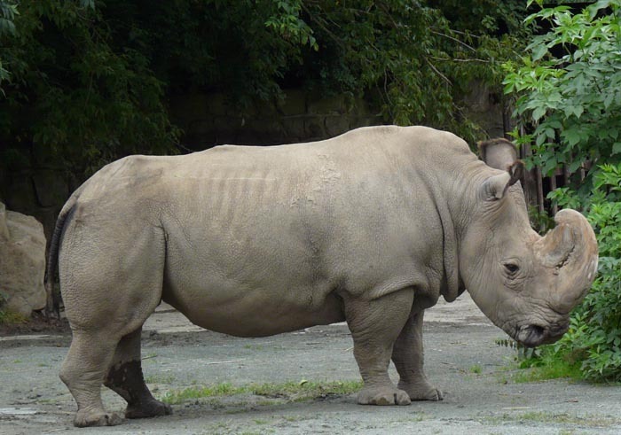 Súdán; Nosorožec tuponosý severní (Ceratotherium simum cottoni)