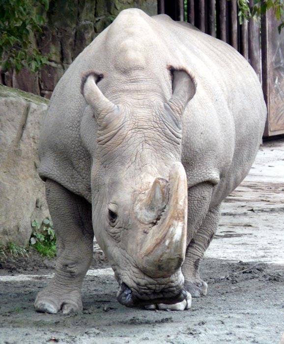 Súdán; Nosorožec tuponosý severní (Ceratotherium simum cottoni)