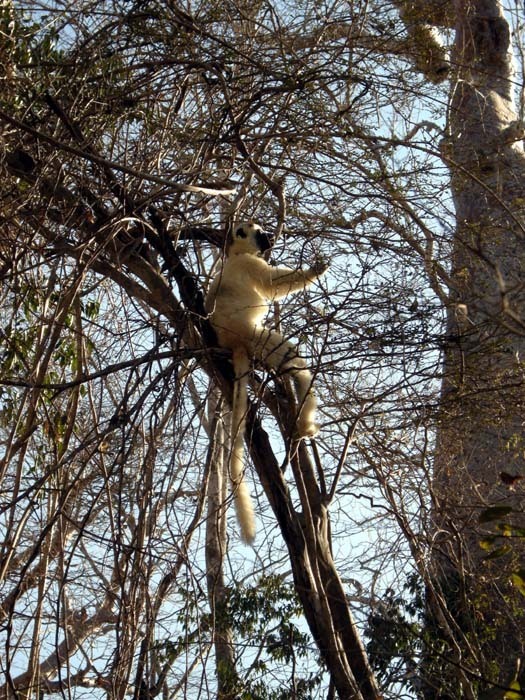 Sifaka malý Verrauxův (Propithecus verreauxi verreauxi), N.P. Kirind, Madagaskar