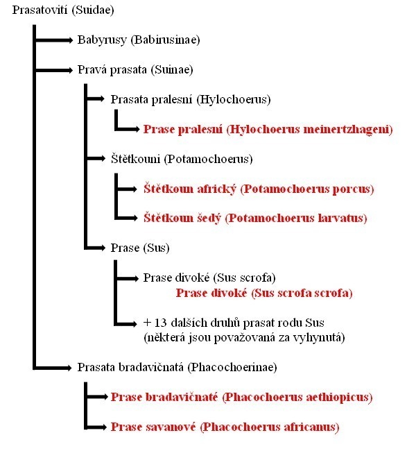 Systematika (taxonimie) prasat