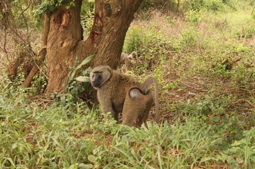 Anubi - Papio anubis (foto: Uganda; Michal Šváb)