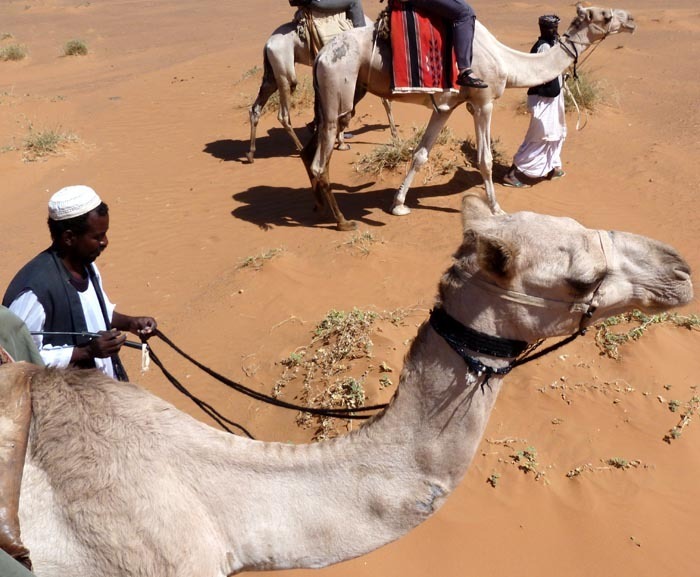 Velbloud jednohrbý (Camelus dromedarius)