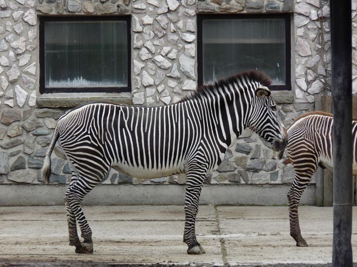 Zebra Grévyho (Equus grevyi)