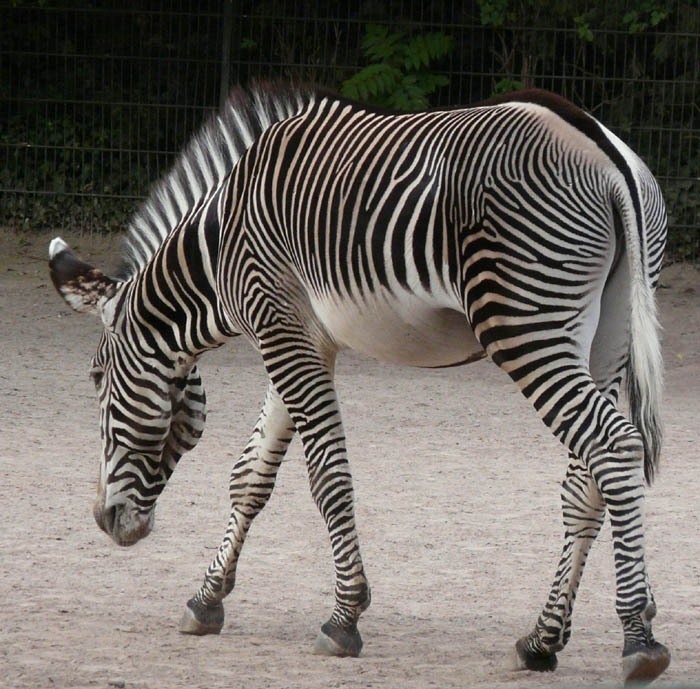 Zebra Grévyho (Equus grevyi)