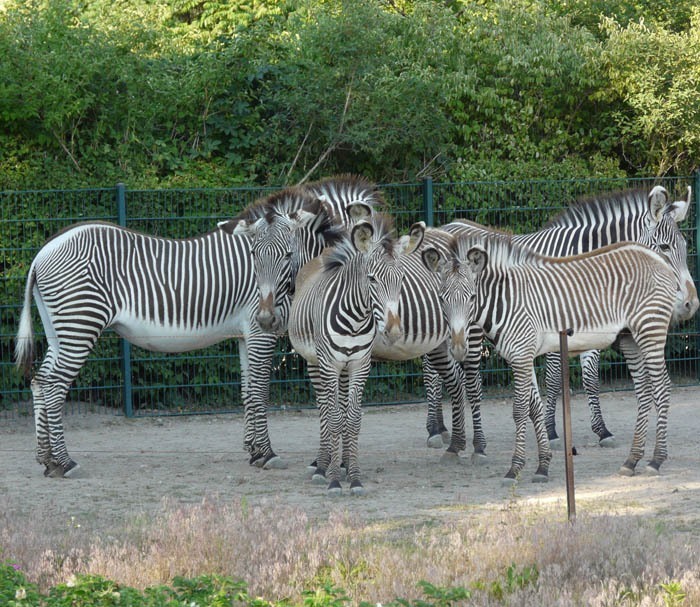 Zebry Grévyho (Equus grevyi)