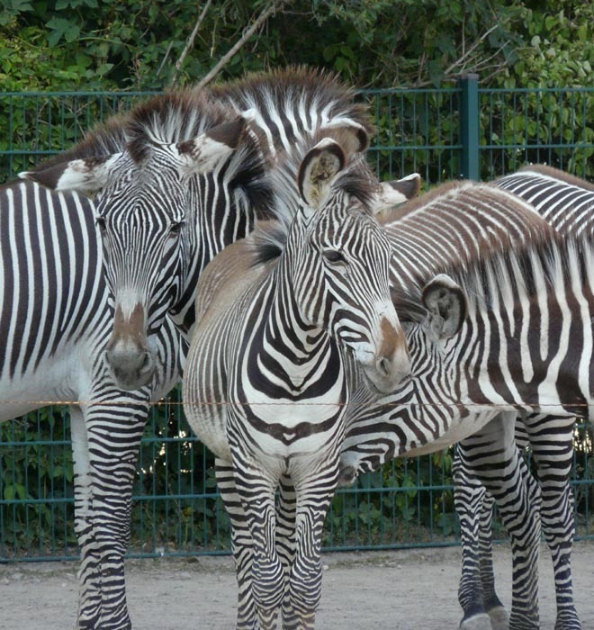 Zebry Grévyho (Equus grevyi)