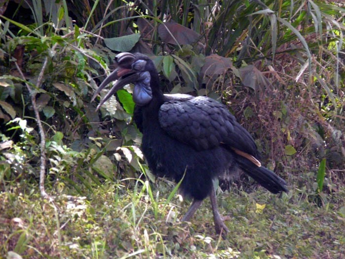 Zoborožec havraní (Bucorvus abyssinicus) - samice