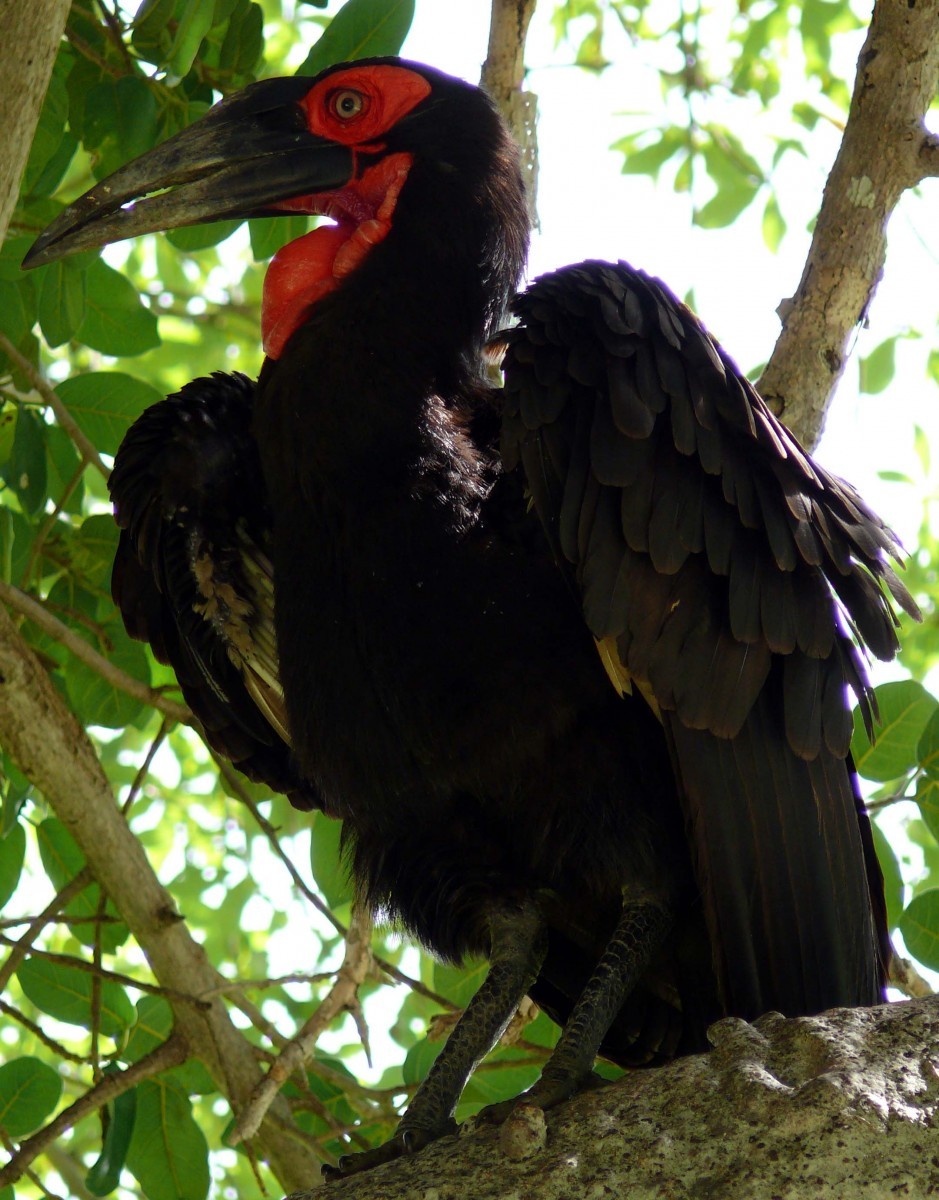 Zoborožec kaferský (Bucorvus leadbeateri)