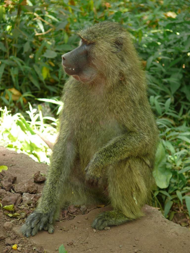 Pavián babuin - lícní torby (foto: Tanzania, Pavel Kohout)