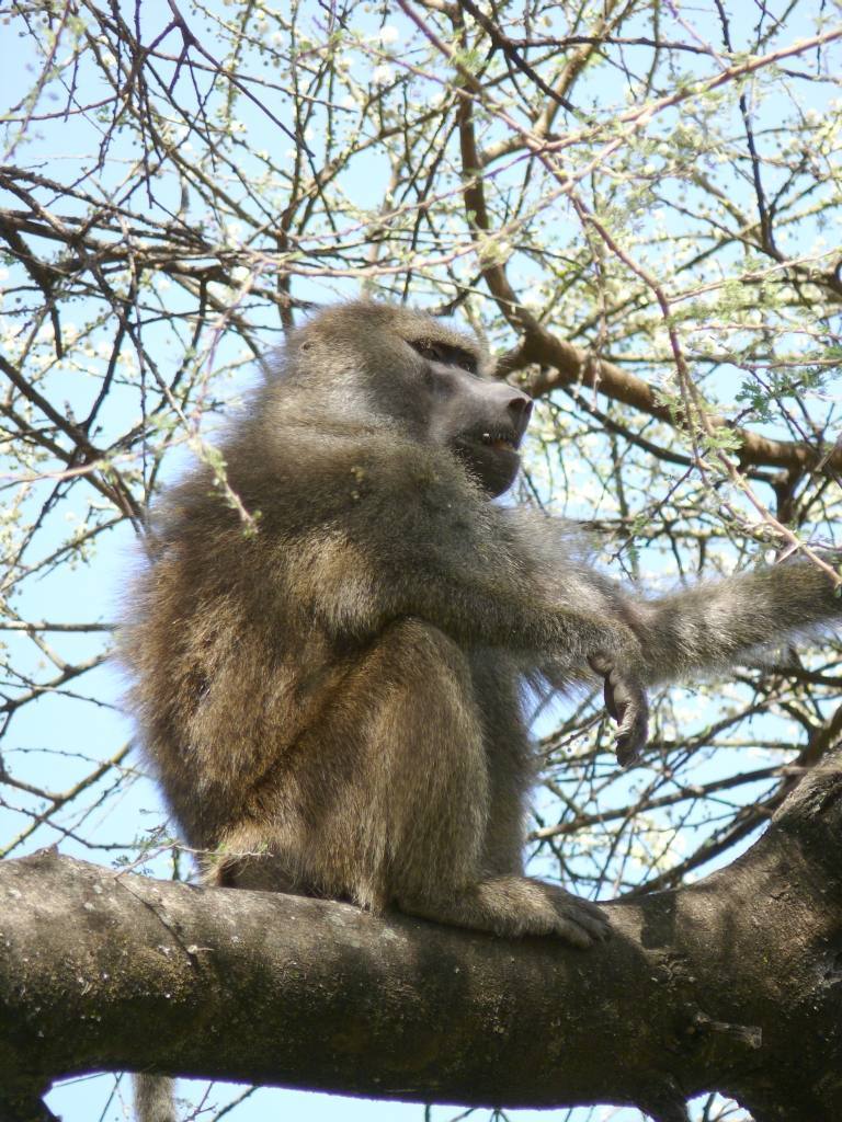 Pavián babuin - samec na hlídce  (foto: Tanzania, Pavel Kohout)