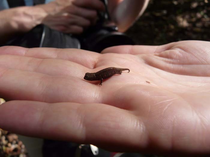 Brokesie (Brookesia)