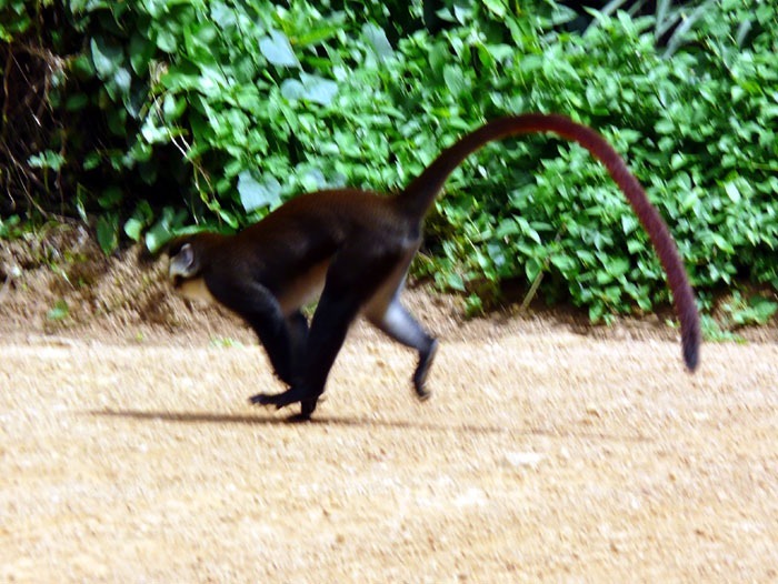 Kočkodan černolící (Cercopithecus ascanius)