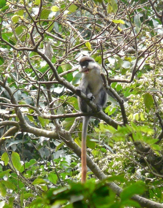 Kočkodan černolící (Cercopithecus ascanius)