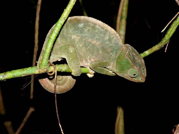 Chameleón Parsonův (Calumma parsonii)