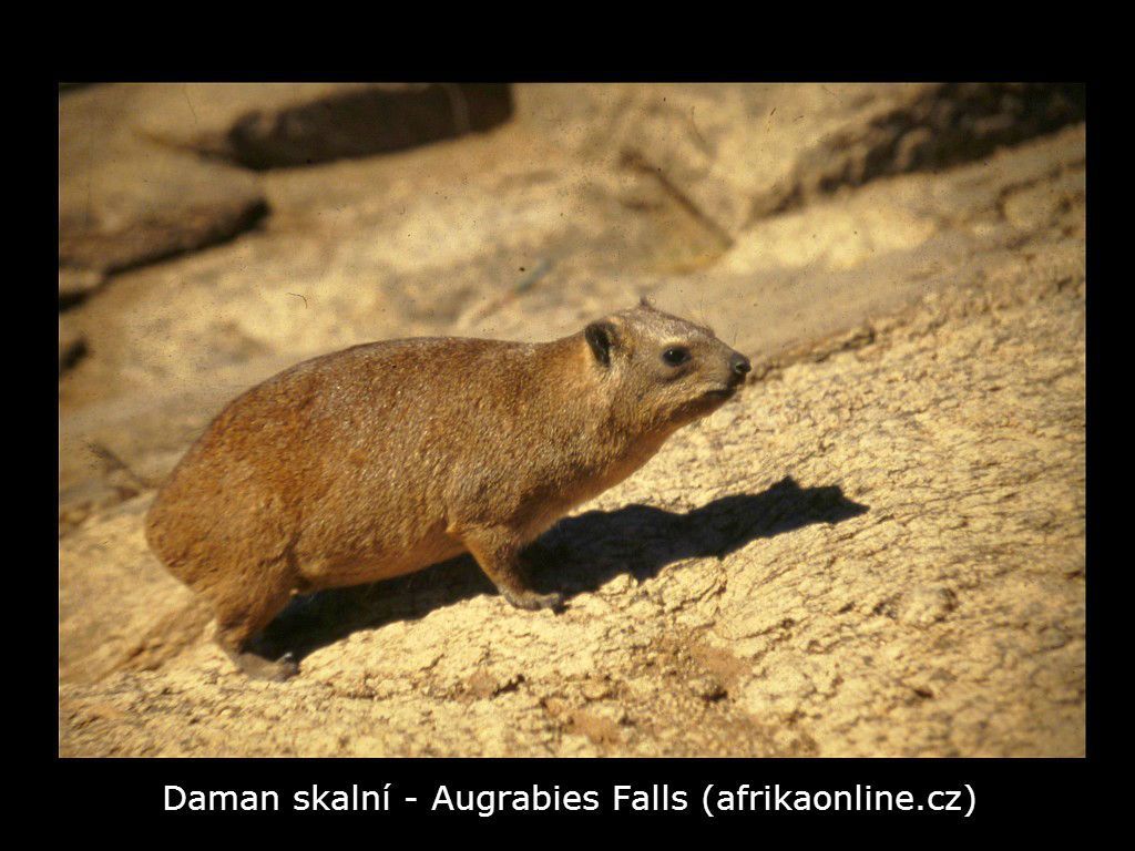 daman skalní (Procavia capensis)