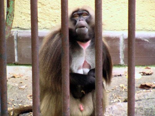 Dželada (Theropithecus gelada) - samec