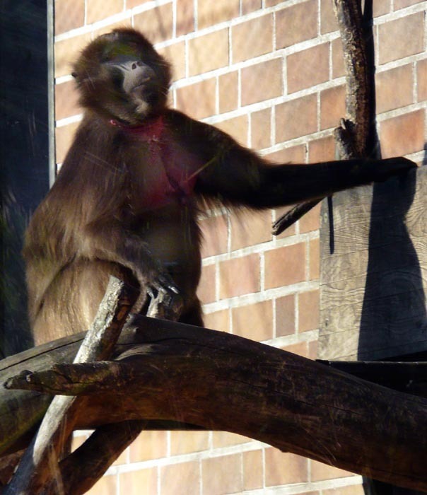 Dželada (Theropithecus gelada)