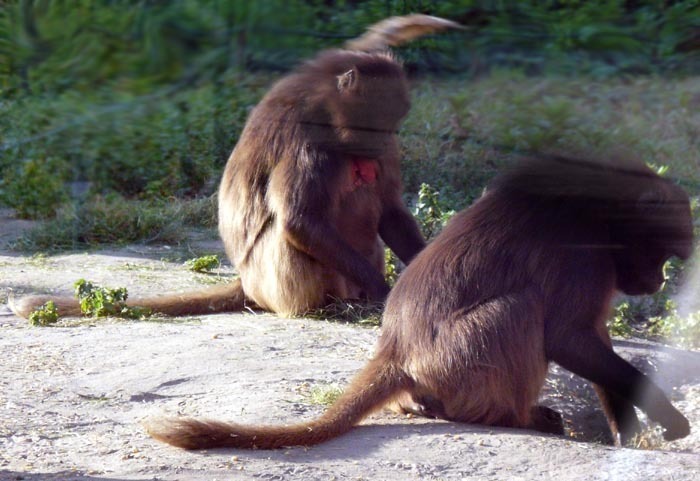 Dželada (Theropithecus gelada)